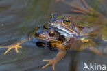 Common Frog (Rana temporaria)