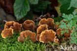 Gele korstzwam (Stereum hirsutum)