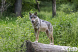 Eurasian wolf (Canis lupus lupus)
