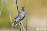 Reed Bunting (Emberiza schoeniclus)