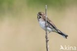 Reed Bunting (Emberiza schoeniclus)