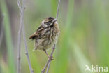 Reed Bunting (Emberiza schoeniclus)