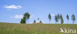 clear-cutting