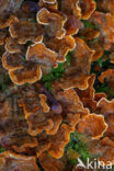Gele korstzwam (Stereum hirsutum)