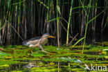 Little Bittern (Ixobrychus minutus)