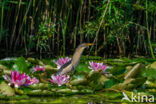 Little Bittern (Ixobrychus minutus)