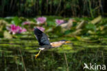 Little Bittern (Ixobrychus minutus)