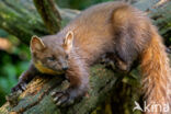 Pine Marten (Martes martes)