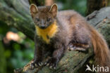 Pine Marten (Martes martes)