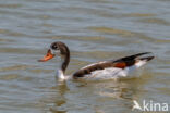 Shelduck (Tadorna tadorna)