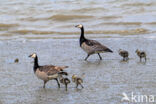 Barnacle Goose (Branta leucopsis)