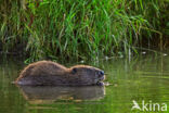 Europese bever (Castor fiber)