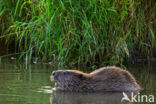 Europese bever (Castor fiber)