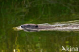 Europese bever (Castor fiber)