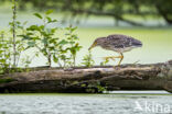 Kwak (Nycticorax nycticorax)