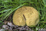 Gele aardappelbovist (Scleroderma citrinum)