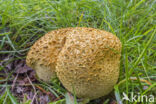 Gele aardappelbovist (Scleroderma citrinum)