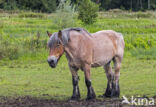 Belgian Horse (Equus spp)