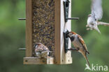 House Sparrow (Passer domesticus)