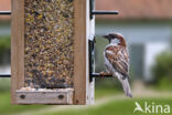 House Sparrow (Passer domesticus)