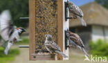 House Sparrow (Passer domesticus)