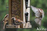 House Sparrow (Passer domesticus)