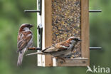 House Sparrow (Passer domesticus)