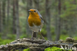 Roodborst