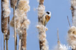 Eurasian Penduline-Tit (Remiz pendulinus)