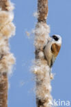 Eurasian Penduline-Tit (Remiz pendulinus)