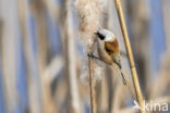 Eurasian Penduline-Tit (Remiz pendulinus)