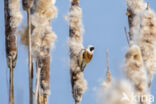Eurasian Penduline-Tit (Remiz pendulinus)