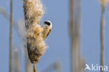 Eurasian Penduline-Tit (Remiz pendulinus)