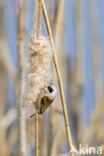 Eurasian Penduline-Tit (Remiz pendulinus)