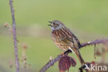 Heggemus (Prunella modularis)