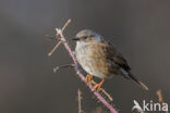 Heggemus (Prunella modularis)