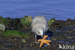 Herring Gull (Larus argentatus)