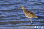 Eurasian Curlew (Numenius arquata)