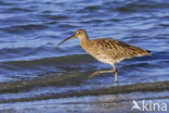 Eurasian Curlew (Numenius arquata)