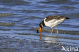 Oystercatcher (Haematopus ostralegus)