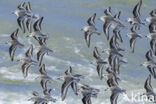 Sanderling (Calidris alba)