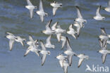 Sanderling (Calidris alba)
