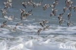 Sanderling (Calidris alba)