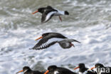 Oystercatcher (Haematopus ostralegus)