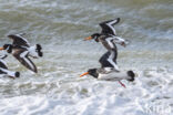 Oystercatcher (Haematopus ostralegus)
