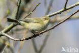 Chiffchaff (Phylloscopus collybita)