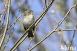 Chiffchaff (Phylloscopus collybita)