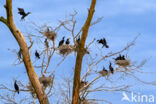 Aalscholver (Phalacrocorax carbo)