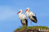 Ooievaar (Ciconia ciconia)