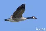 Canada Goose (Branta canadensis)